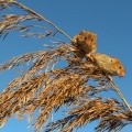Harvest Mouse (Micromys minutus) Garry Smith
